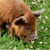 CUTE PIG GROOT CADEAUZAKJE