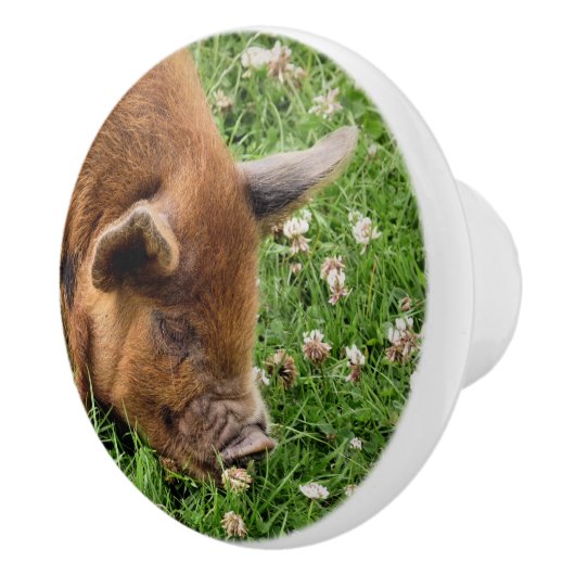 CUTE PIG KERAMISCHE KNOP (Rechts)