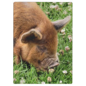 CUTE PIG KLEMBORD (Achterkant)