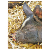 CUTE PIG KLEMBORD (Achterkant)