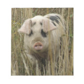 Cute Pig-laptop Notitieblok (Voorkant)