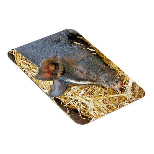 CUTE PIG MAGNEET (Rechterzijde)