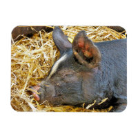 CUTE PIG