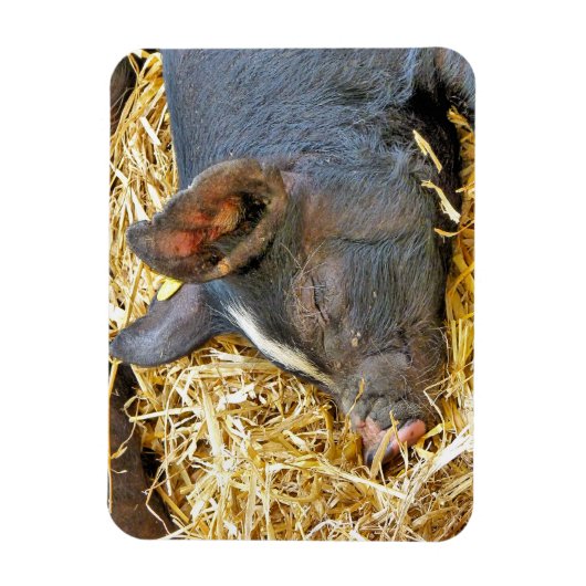 CUTE PIG MAGNEET (Verticaal)