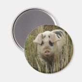 Cute Pig Magnet (Voorkant / Achterkant)