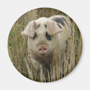 Cute Pig Magnet
