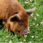 CUTE PIG PICKLEBALL PADDLE