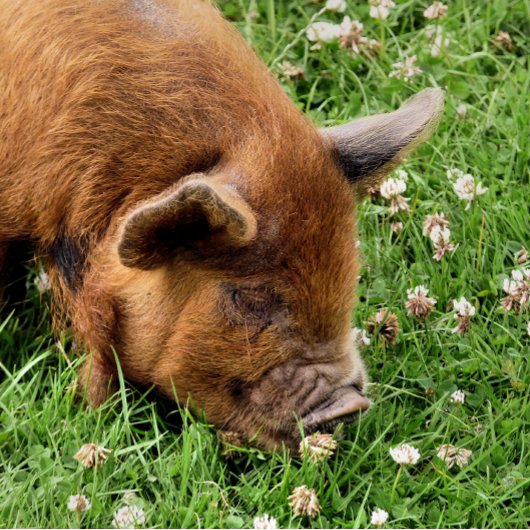 CUTE PIG PICKLEBALL PADDLE