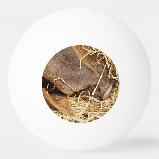 CUTE PIG PINGPONGBAL (Voorkant)