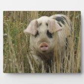 Cute Pig Plaque Fotoplaat (Voorkant)