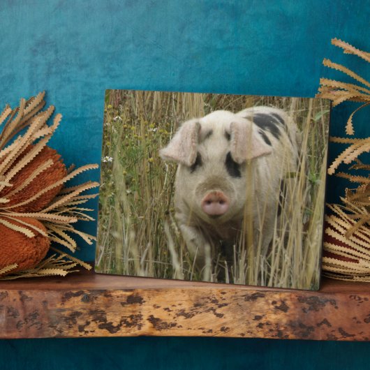 Cute Pig Plaque Fotoplaat (Zijkant)