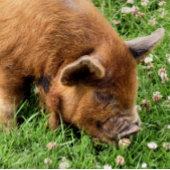 CUTE PIG POKERKAARTEN