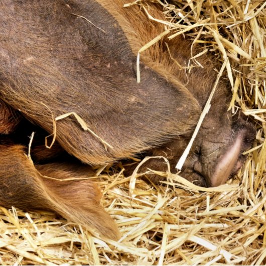 CUTE PIG POKERKAARTEN