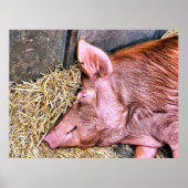 CUTE PIG POSTER (Voorkant)