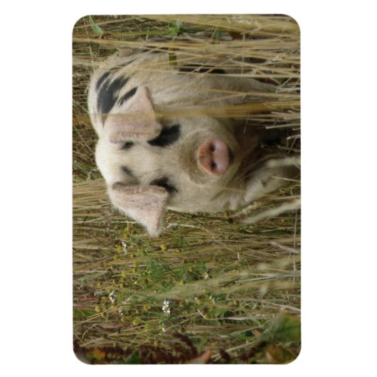 Cute Pig Premium Magnet Magneet (Verticaal)