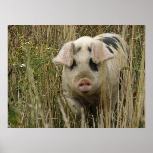 Cute Pig Print (Voorkant)