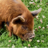 CUTE PIG RONDE BUTTON 3,2 CM