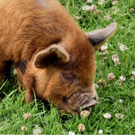 CUTE PIG RONDE BUTTON 3,2 CM