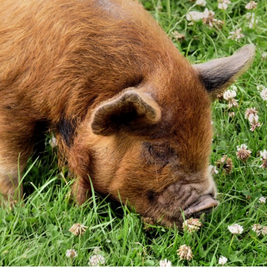 CUTE PIG SLEUTELHANGER