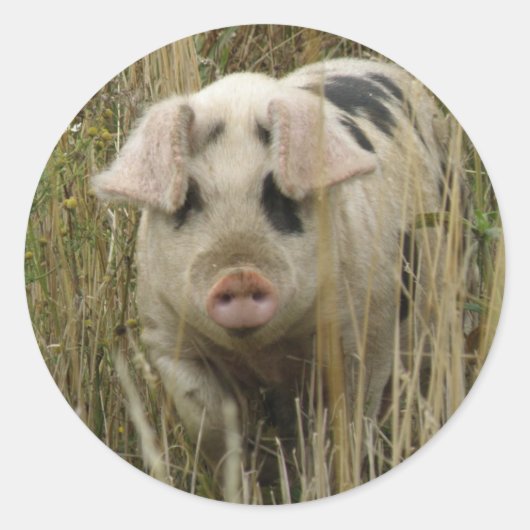 Cute Pig Sticker (Voorkant)