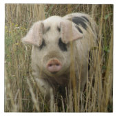 Cute Pig Tegel Tegeltje (Voorkant)