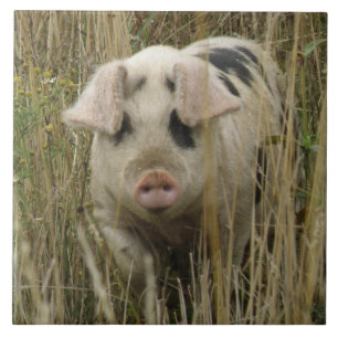 Cute Pig Tegel Tegeltje