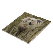 Cute Pig Tegel Tegeltje (Zijkant)