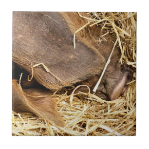 CUTE PIG TEGELTJE