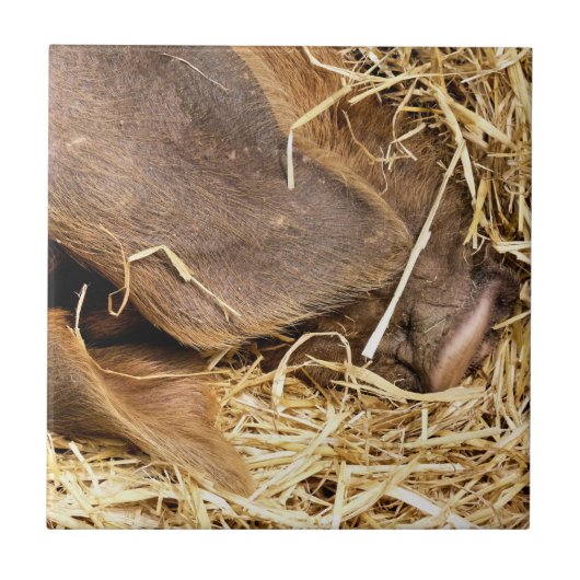 CUTE PIG TEGELTJE (Voorkant)