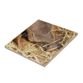 CUTE PIG TEGELTJE (Zijkant)