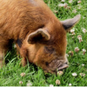 CUTE PIG TISSUEPAPIER