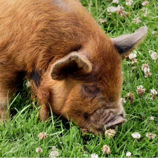 CUTE PIG TISSUEPAPIER