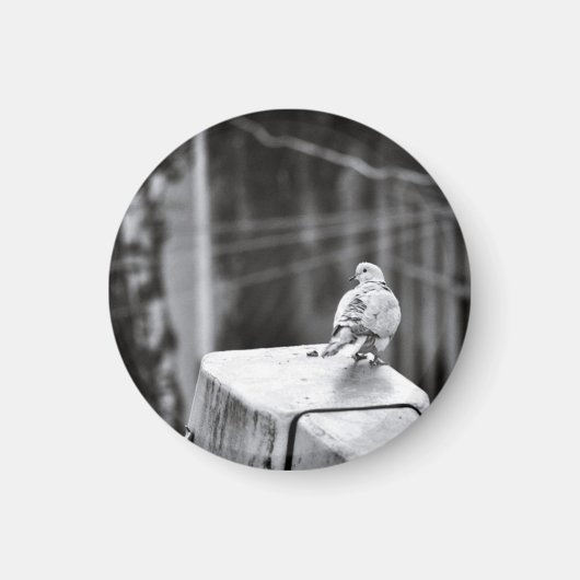 Cute Pigeon Magneet (Voorkant)