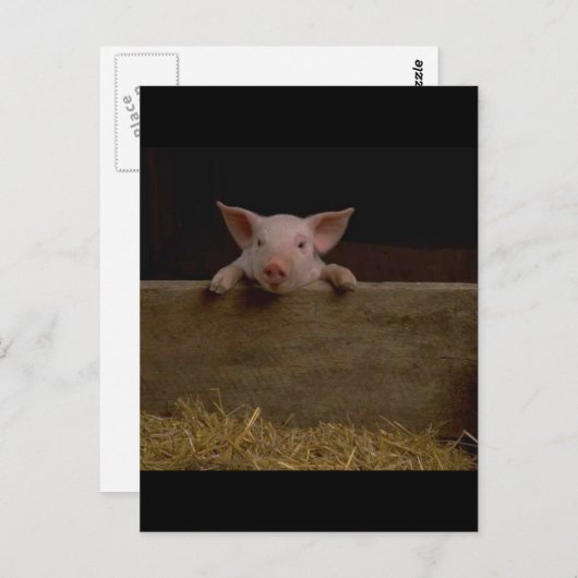 Cute Piglet Briefkaart (Voorkant / Achterkant)