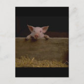 Cute Piglet Briefkaart (Voorkant)
