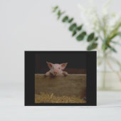 Cute Piglet Briefkaart (Staand voorkant)