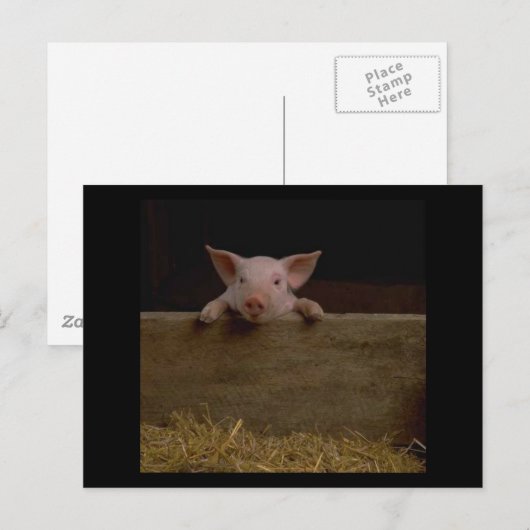 Cute Piglet Briefkaart (Voorkant / Achterkant)