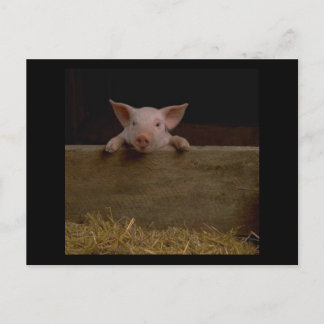 Cute Piglet Briefkaart
