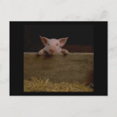 Cute Piglet Briefkaart (Voorkant)