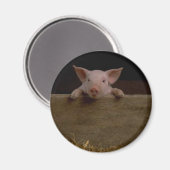 Cute Piglet Magneet (Voorkant / Achterkant)