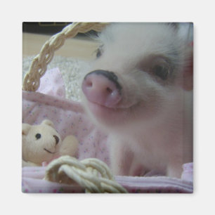 Cute Piglet Magneet