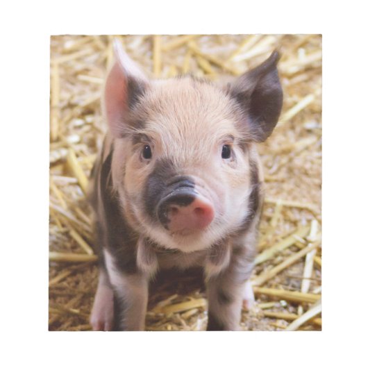 Cute Piglet Notitieblok (Voorkant)