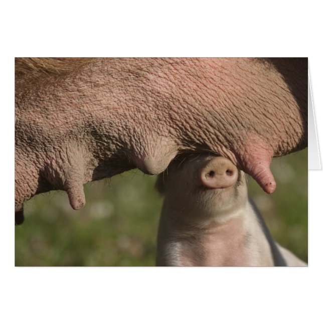 Cute Piglet Nuzzling Moeder's Belly - Grappig (Voorkant Horizontaal)