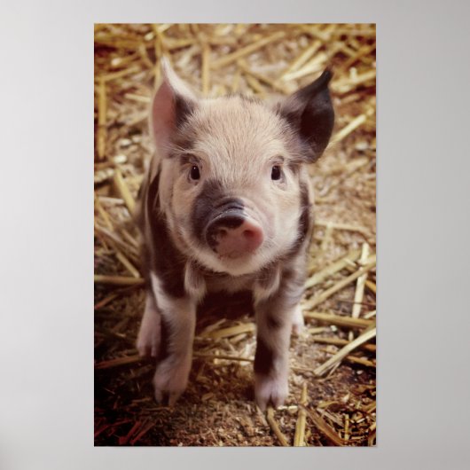 Cute Piglet Poster (Voorkant)