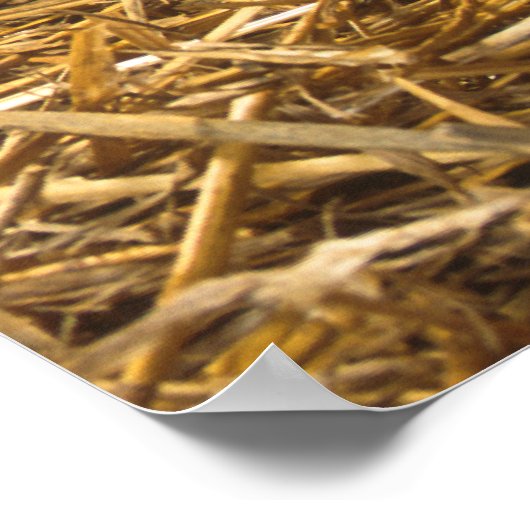 Cute Pigs Poster (Hoek)