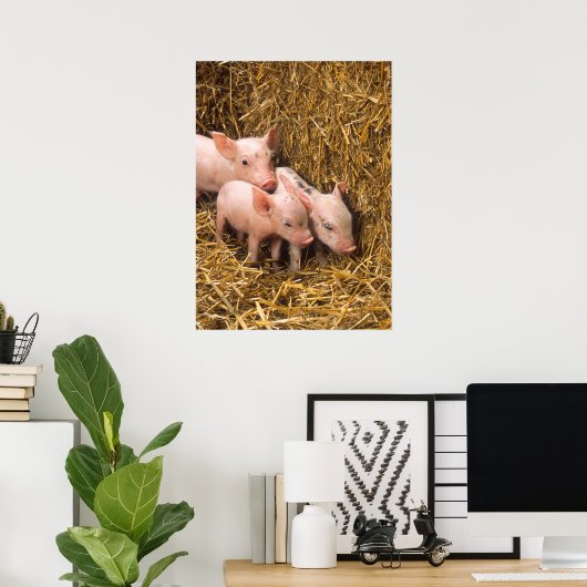 Cute Pigs Poster (Thuiskantoor)