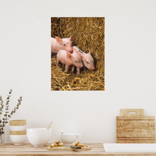 Cute Pigs Poster (Keuken)