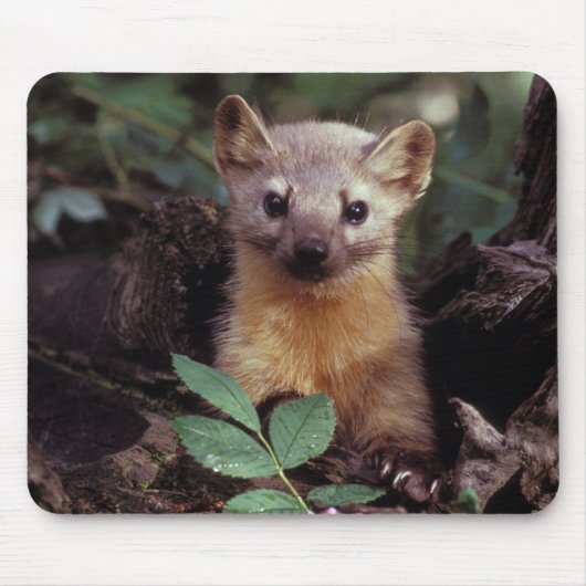 Cute Pine Marten Mousepad Muismat (Voorkant)