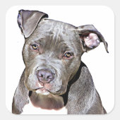 Cute Pit Bull Dog Stickers (Voorkant)