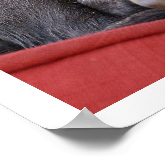 Cute Pit Bull Puppy Poster (Hoek)